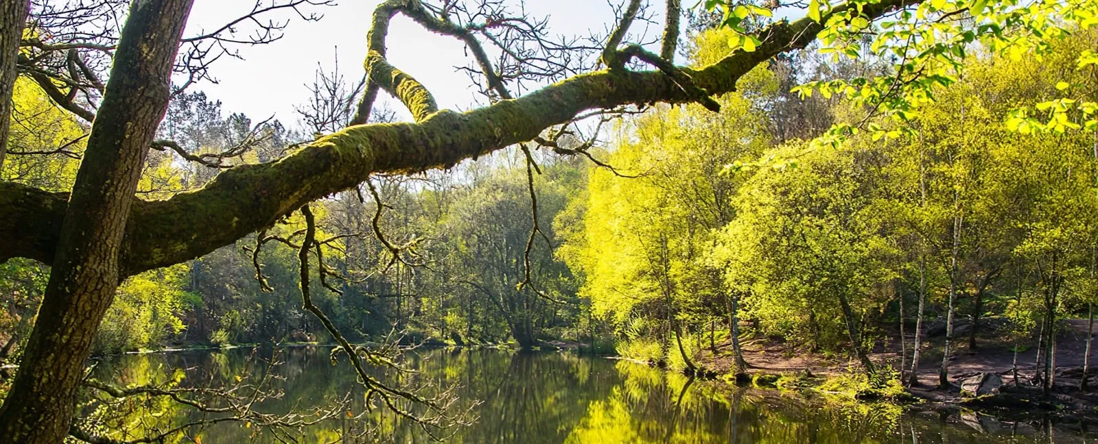 Randonnée de Braves à Brocéliande